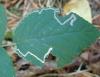 Stigmella sp.